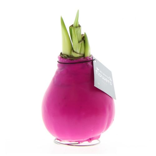 Amaryllis bulb in gift box - Image 5